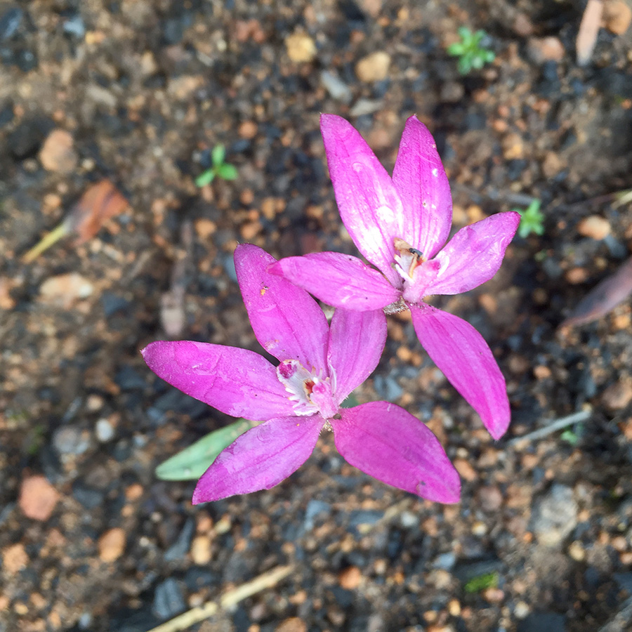 Purple Flower