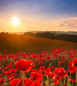 Anzac Day Poppies